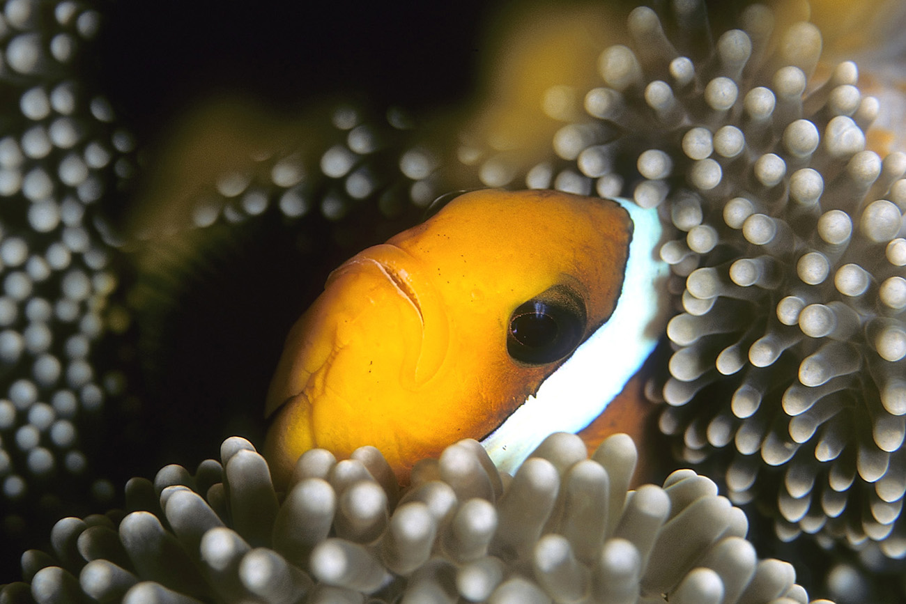 Zureto Pantofole A Forma Di Pesce Pagliaccio - Divertenti, Morbide In EVA, Antiscivolo, Regalo Per Coppie E Amici