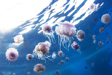 CEPHEA medusa