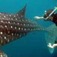 Whale Shark Expedition