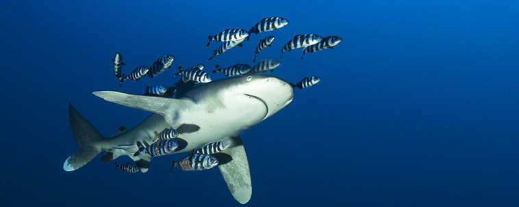 Safaga Brothers - vuoto