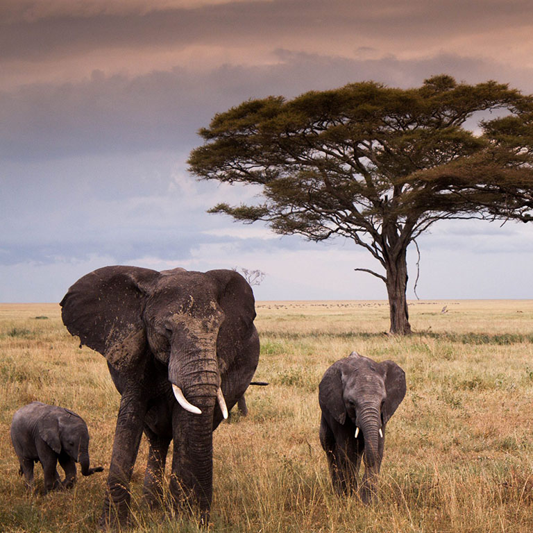 TANZANIA anima dell'Africa